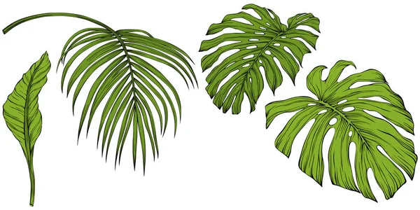 Yaprak Beyazda Yalıtılmış Tropikal Yaprak Çizimi Vektör Illüstrasyonu — Stok Vektör