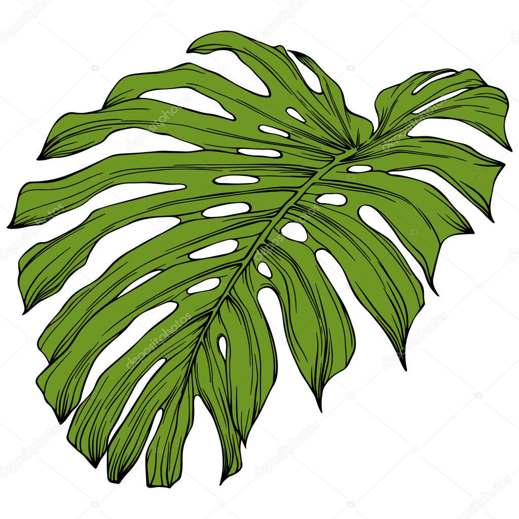 Leaf isolated on white. Tropical leaf. Hand drawn vector illustration.