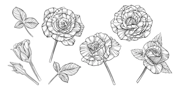 Fiori Rosa Foglie Isolate Bianco Illustrazione Vettoriale Disegnata Mano Eps — Vettoriale Stock