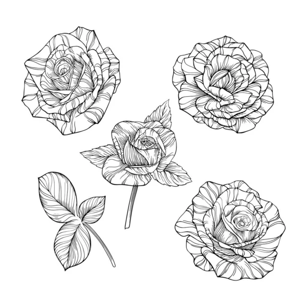 Fleurs Roses Feuilles Isolées Sur Blanc Illustration Vectorielle Dessinée Main — Image vectorielle