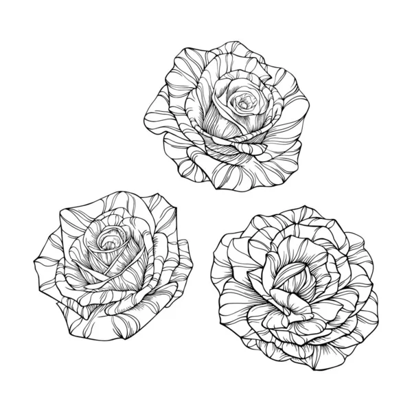 Fleurs Roses Feuilles Isolées Sur Blanc Illustration Vectorielle Dessinée Main — Image vectorielle