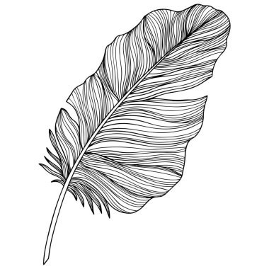 Vektör tüyü. El çizimi. Klasik resim çizimi