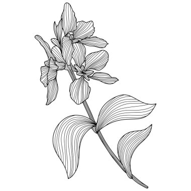 Leaves and flower isolated on white. Hand drawn vector illustration.
