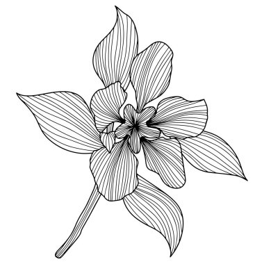 Leaves and flower isolated on white. Hand drawn vector illustration.