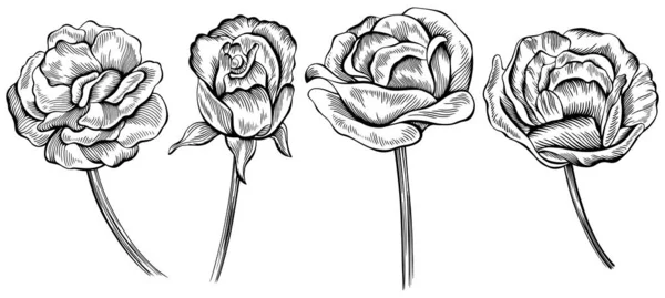 Vecteur Contour Des Fleurs Roses Dessiné Main — Image vectorielle
