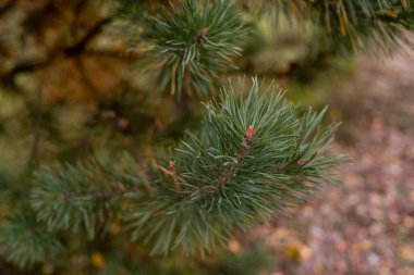 Spruce, çam ağacı kırsalda, köy yolunda