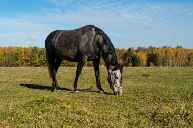 Kırsal alanda bir at otluyor. Sonbahar manzarası ve hayvanlar