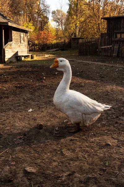 Village Gäss Promenader Barnyard Landsbygd Hus Landet — Stockfoto