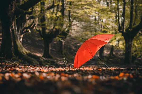 Un paraguas rojo en el bosque precioso del Hayedo de Otzarreta.