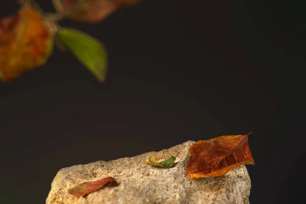 Камінь з яблучним листям для презентації косметики. концепція осінньої парфумерії — стокове фото