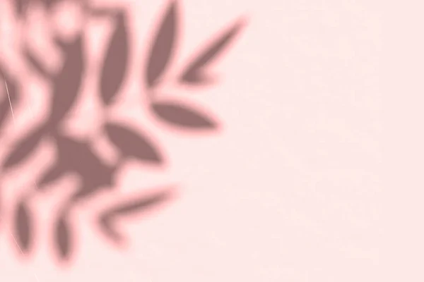 Kreativní kopírovací prostor se stíny na lesklé měkké růžové stěně. Horní pohled na stíny listí na růžovém pozadí — Stock fotografie