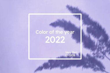 Yumuşak mavi bir menekşe duvarında otlakların gölgesi olan yaratıcı kopyalama alanı. Kuru çiçeklerin üst görünümü gölgeler 