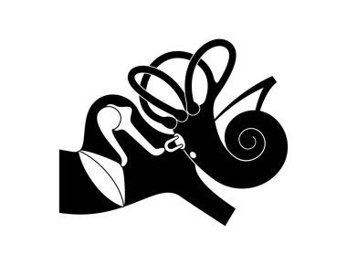 İç kulak anatomisi