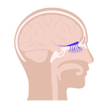 Koku siniri anatomisi