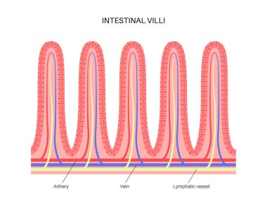Bağırsak villus anatomisi