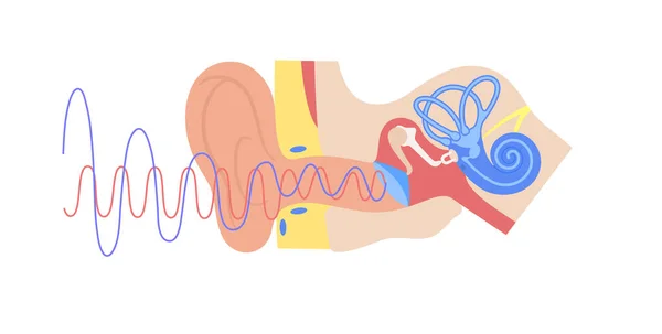 Ušní anatomický plakát — Stockový vektor