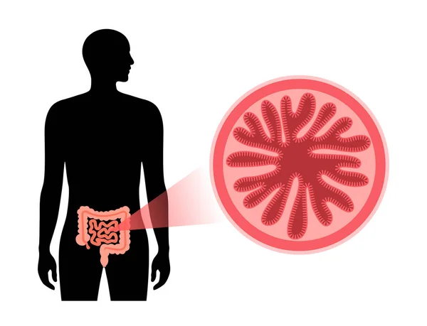 Sección transversal del intestino delgado — Archivo Imágenes Vectoriales