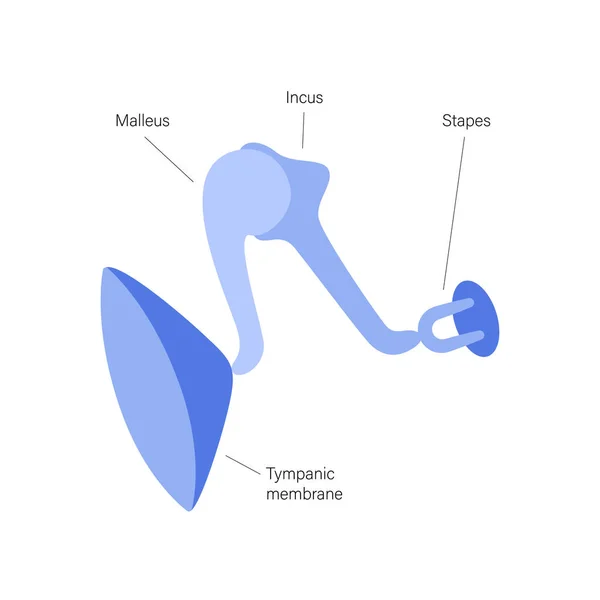 Внутрішня анатомія вуха — стоковий вектор