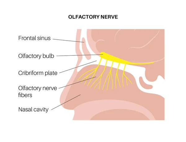 Anatomia nerwu węchowego — Wektor stockowy