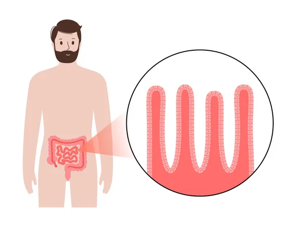 Anatomía del intestino delgado — Vector de stock