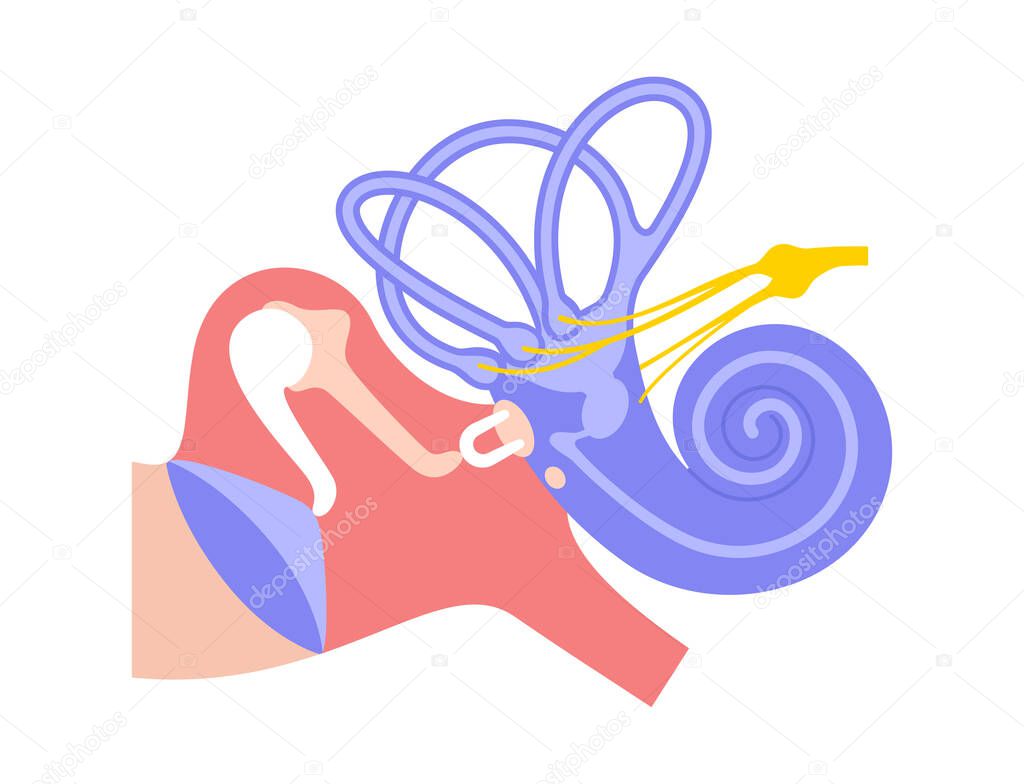 Inner ear anatomy