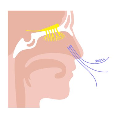 Koku siniri anatomisi