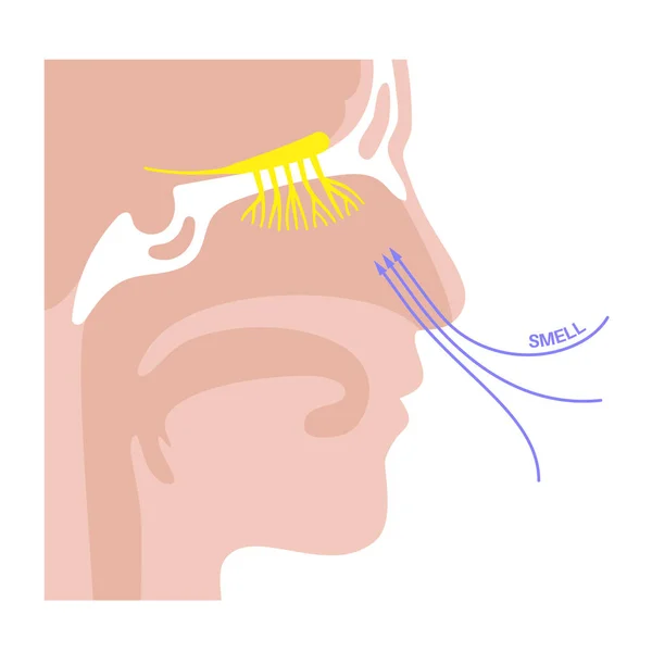 Anatomie nerveuse olfactive — Image vectorielle