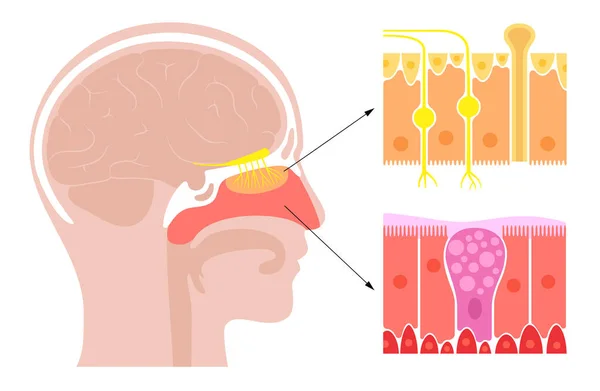 Anatomia jamy nosowej — Wektor stockowy