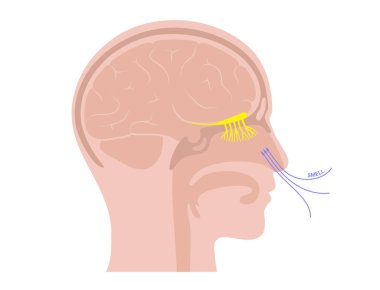 Koku siniri anatomisi