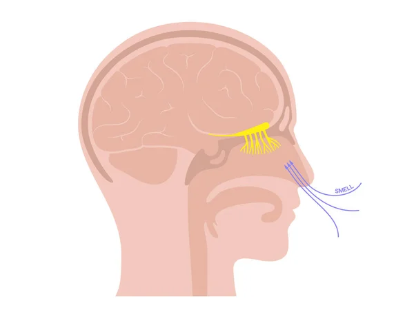 Anatomia nerwu węchowego — Wektor stockowy