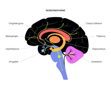 Norepinephrine hormone pathway clipart