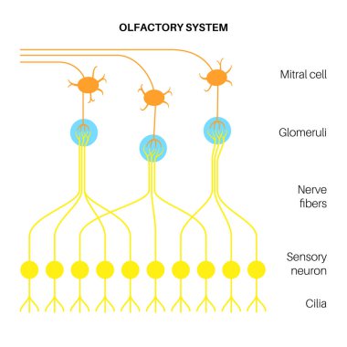 Koku sistemi anatomisi