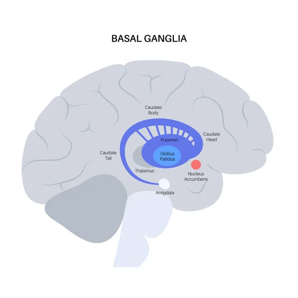 Anatomia dei gangli basali — Vettoriale Stock
