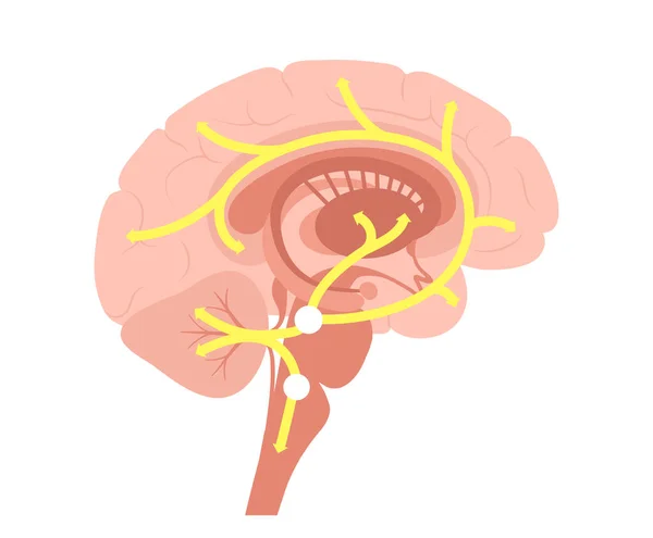 脳のセロトニン経路 — ストックベクタ