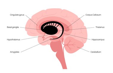 Bazal gangliya anatomisi