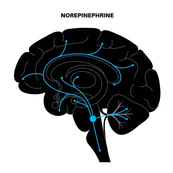 Норінефриновий гормональний шлях — стоковий вектор