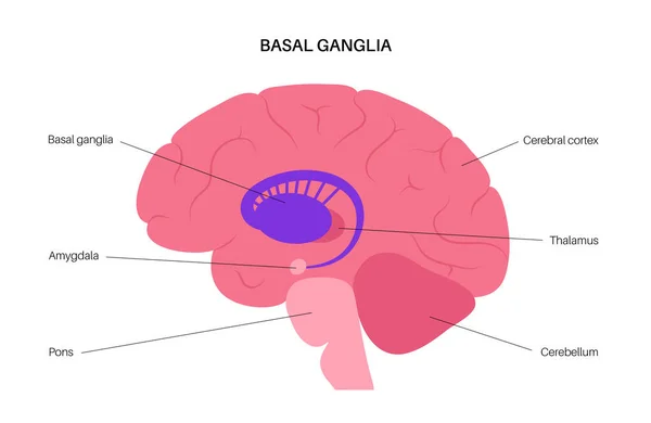 Anatomía de los ganglios basales — Vector de stock