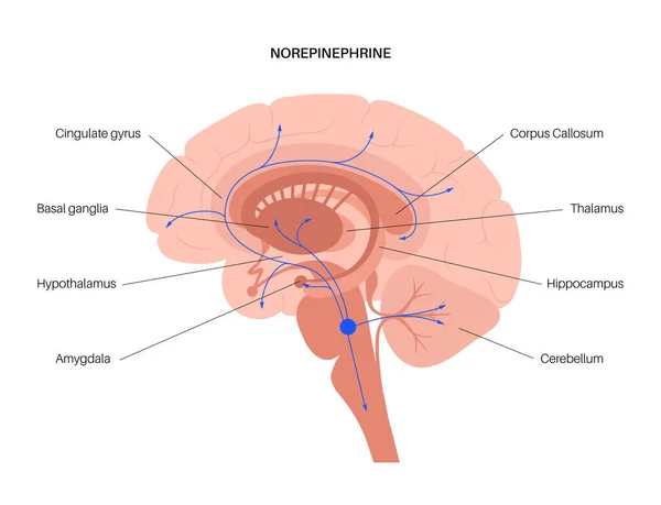 Via hormonal da norepinefrina —  Vetores de Stock