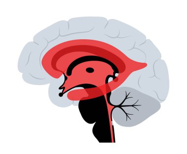 Ventriküler sistem anatomisi