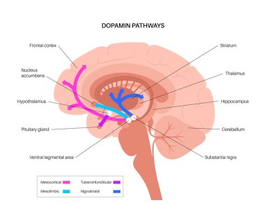 Dopamine pathway concept clipart