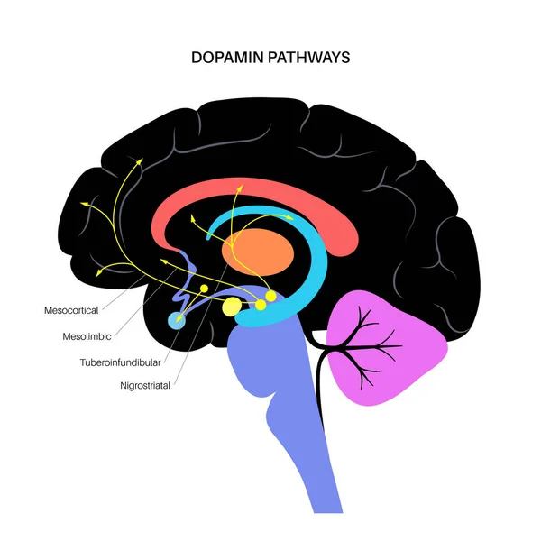 Концепція дофамінового шляху — стоковий вектор