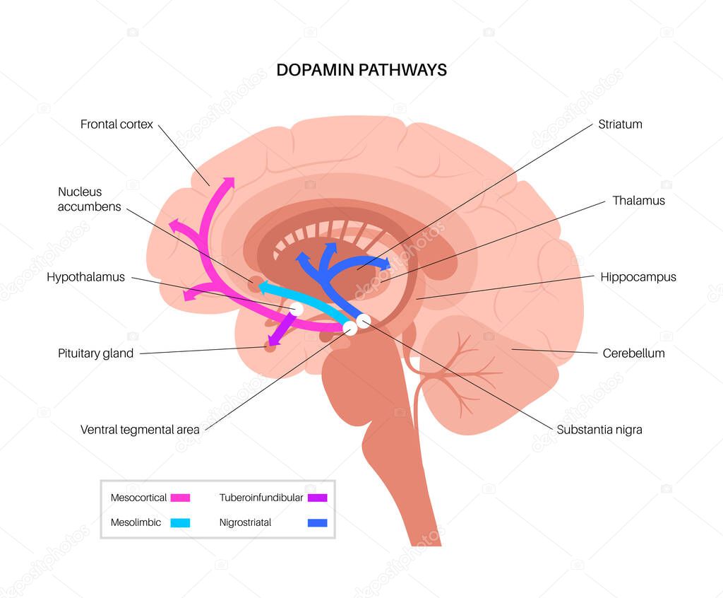 Dopamine pathway concept