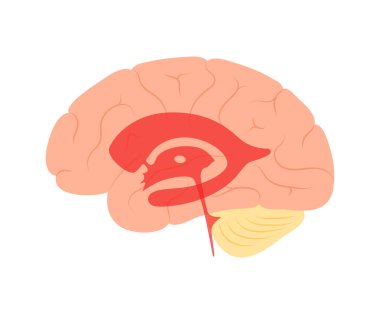 Ventriküler sistem anatomisi