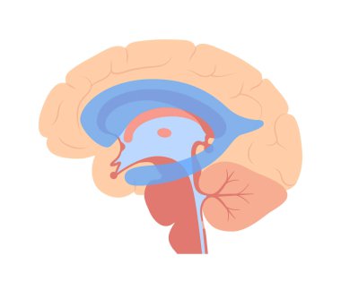 Ventriküler sistem anatomisi