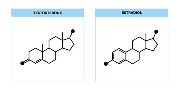 Testosterona e estrogênio — Vetor de Stock