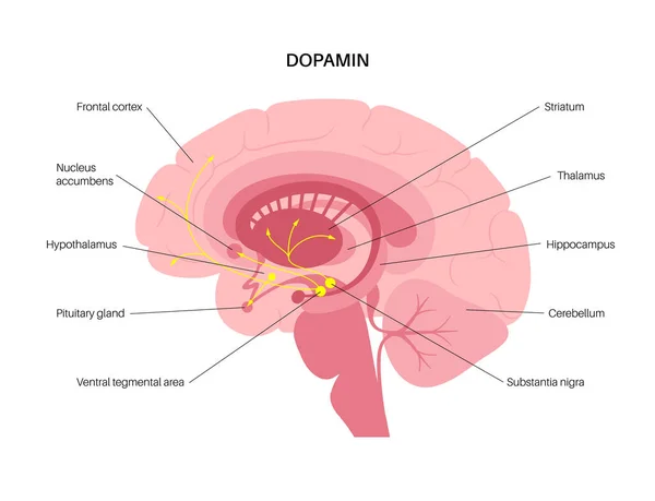 Dopamine pathway concept — Stock Vector