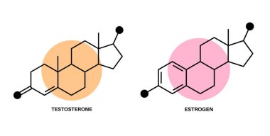 Testosterone and estrogen clipart