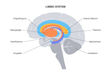 Brain limbic system clipart