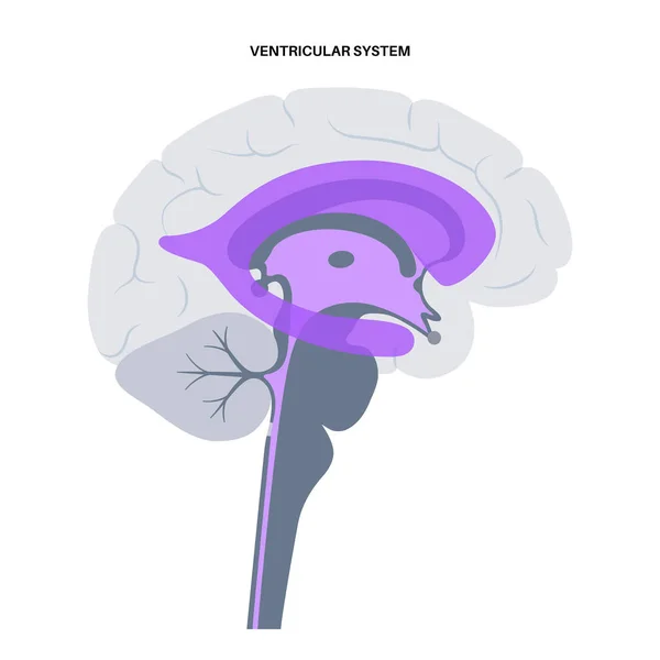 Ventrikulära systemet anatomi — Stock vektor