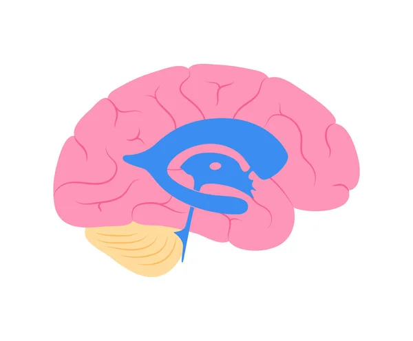 Anatomía del sistema ventricular — Archivo Imágenes Vectoriales